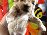 Mini Mini Maltipoo Bebekler