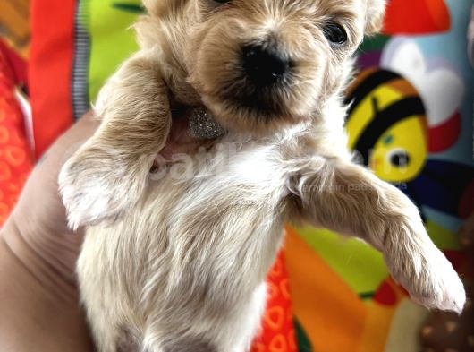 Mini Mini Maltipoo Bebekler görsel