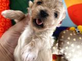 Mini Mini Maltipoo Bebekler