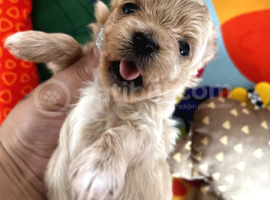 Mini Mini Maltipoo Bebekler görsel