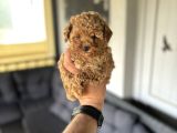 Poodle Bebeklerimiz