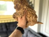Poodle Bebeklerimiz