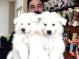 Ayi̇ Yavrusu Samoyed A Kali̇te Irk