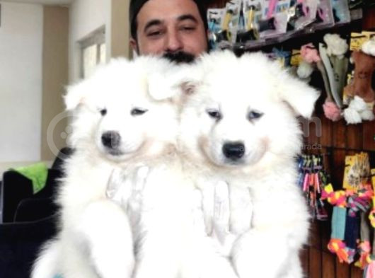 Ayi̇ Yavrusu Samoyed A Kali̇te Irk görsel