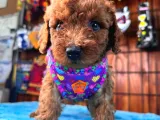 En Akıllı Apartman Köpeği A Secereli Toy Poodle