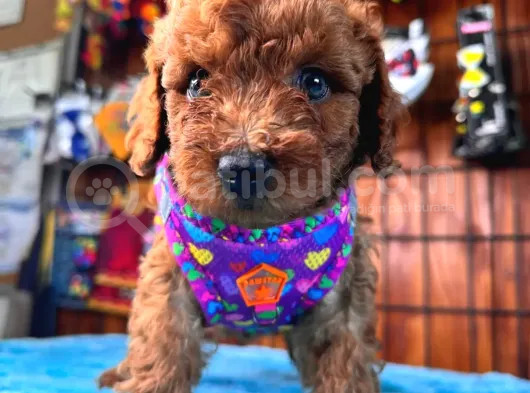 En Akıllı Apartman Köpeği A Secereli Toy Poodle görsel