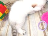 Oyuncu Kız