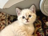 Çok tatlı erkek british shorthair yavrumuz