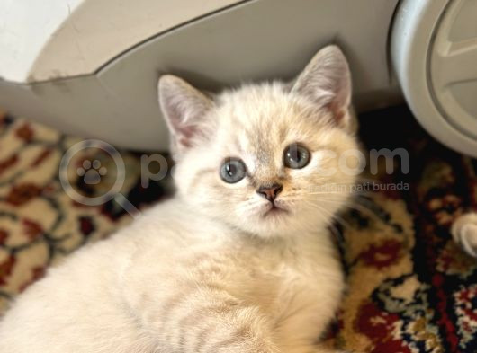 Çok Tatlı Erkek British Shorthair Yavrumuz