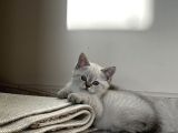 Çok Tatlı Erkek British Shorthair Yavrumuz
