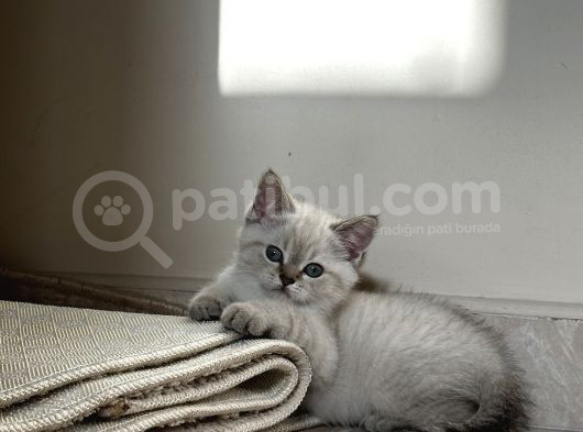 Çok Tatlı Erkek British Shorthair Yavrumuz görsel