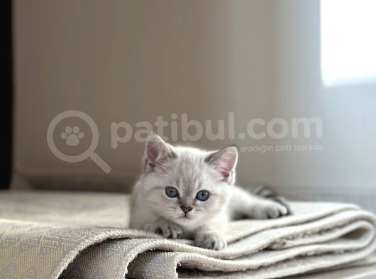 Çok Tatlı Erkek British Shorthair Yavrumuz görsel