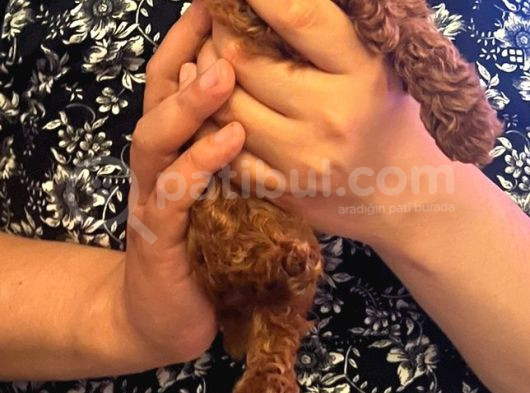 İki Buçuk Aylık Minik Podlle görsel
