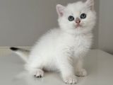 Safkan Secereli̇ British Shorthair Golden Poi̇nt Di̇şi̇ Yavru