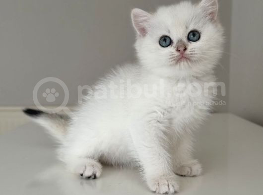 Safkan Secereli̇ British Shorthair Golden Poi̇nt Di̇şi̇ Yavru görsel