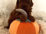 Mini Toy Poodle