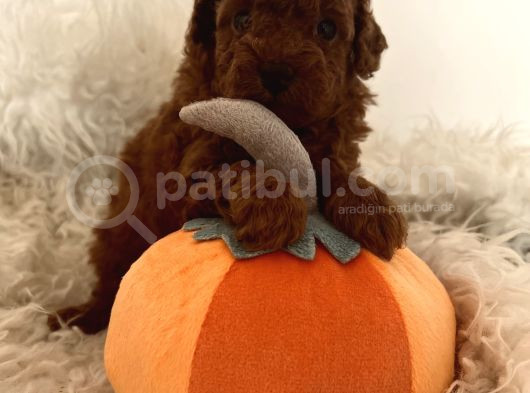Mini Toy Poodle görsel