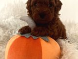 Mini Toy Poodle