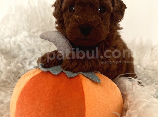 Mini Toy Poodle görsel