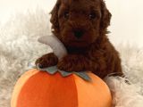 Mini Toy Poodle