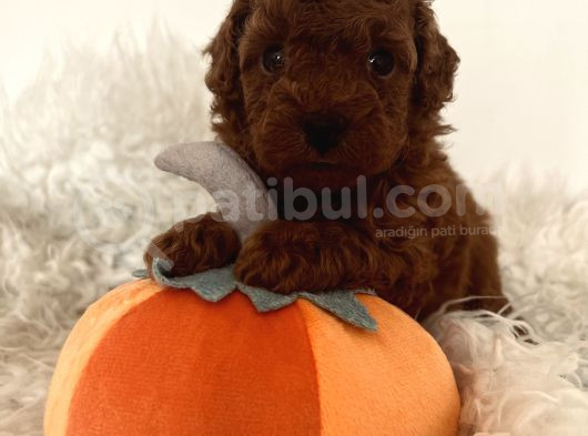 Mini Toy Poodle görsel