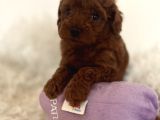 Mini Toy Poodle