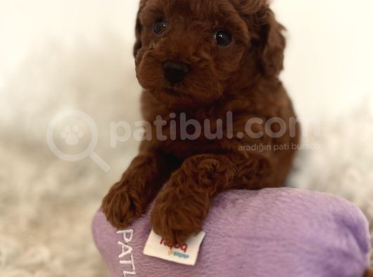 Mini Toy Poodle