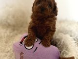 Mini Toy Poodle