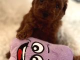 Mini Toy Poodle