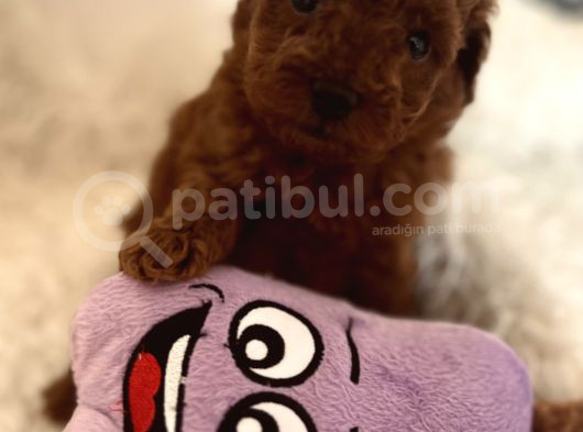 Mini Toy Poodle görsel