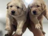 Baby Face Golden Retriever Yavruları