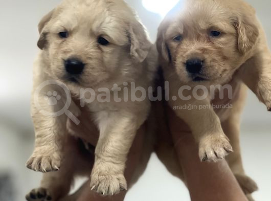 Baby Face Golden Retriever Yavruları
