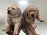 Baby Face Golden Retriever Yavruları