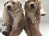 Baby Face Golden Retriever Yavruları