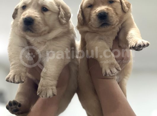 Baby Face Golden Retriever Yavruları görsel