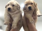 Baby Face Golden Retriever Yavruları