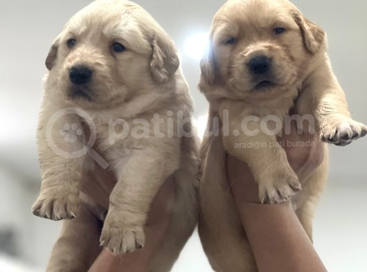 Baby Face Golden Retriever Yavruları görsel