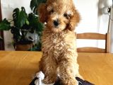 Apricot Poodle