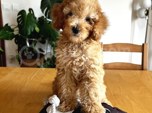 Apricot Poodle görsel