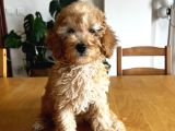 Apricot Poodle