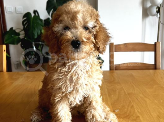 Apricot Poodle görsel