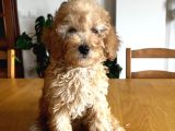 Apricot Poodle