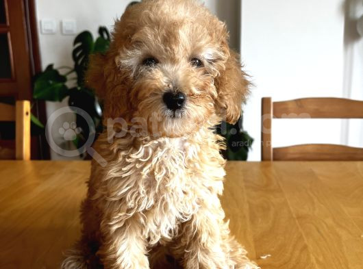 Apricot Poodle görsel
