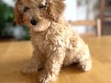 Apricot Poodle