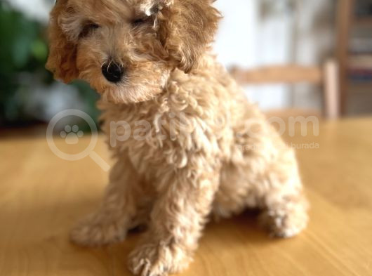 Apricot Poodle görsel
