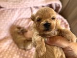 Kore Kan Maltipoo