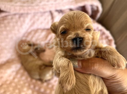 Kore Kan Maltipoo görsel