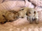 Kore Kan Maltipoo