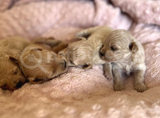 Kore Kan Maltipoo görsel