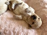 Kore Kan Maltipoo